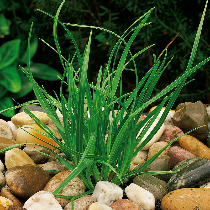 Vårälväxing, 15-pack