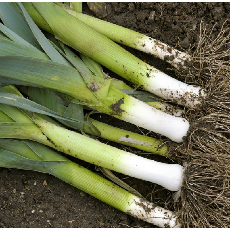 Purjolök 'Autora' F1