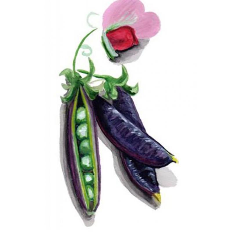 Brytärt 'Sugar Magnolia'