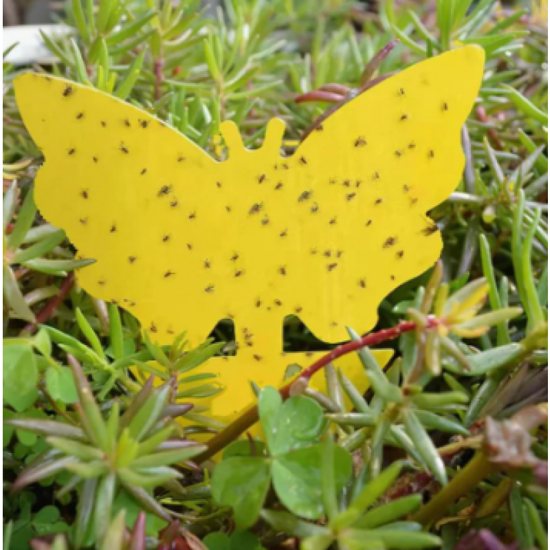 100-Pack - Flugfångare / Flugfälla / Myggfångare