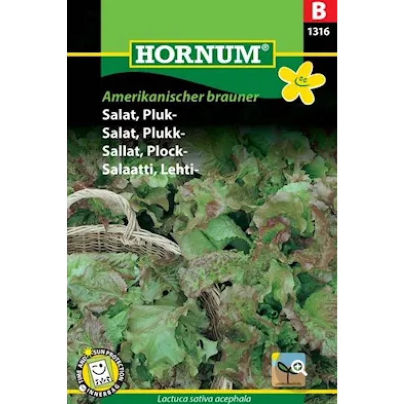 Plocksallat 'Amerikanischer brauner' frö