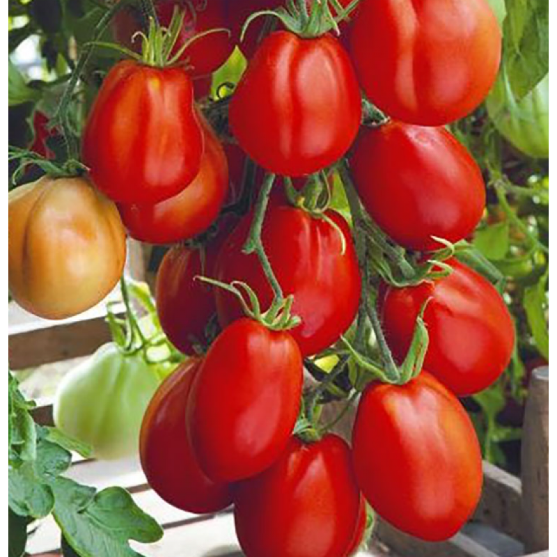 Bifftomat 'Corazon' F1
