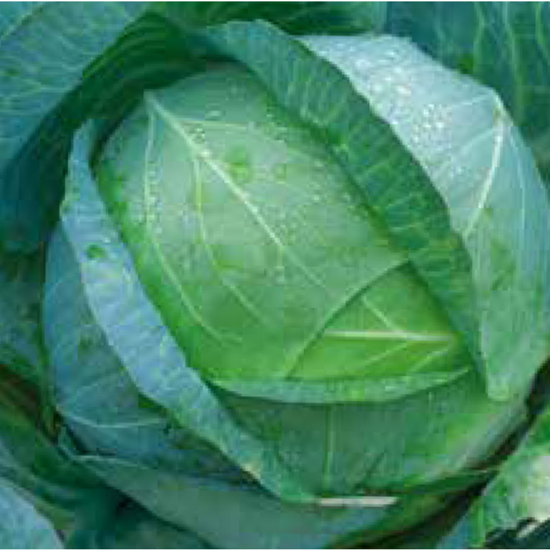 Vitkål 'Kamienna Glowa'