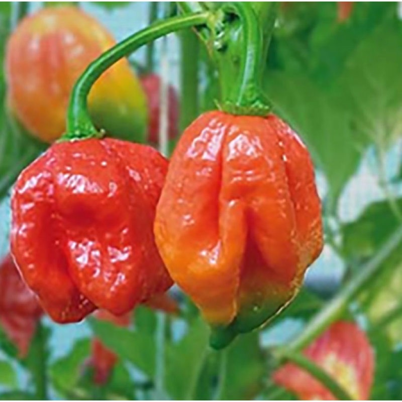 Chili Trinidad Scorpion