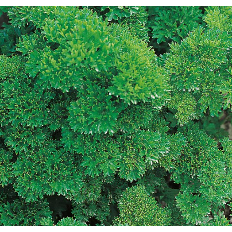 Kruspersilja 'Moskrul 2', ekologisk