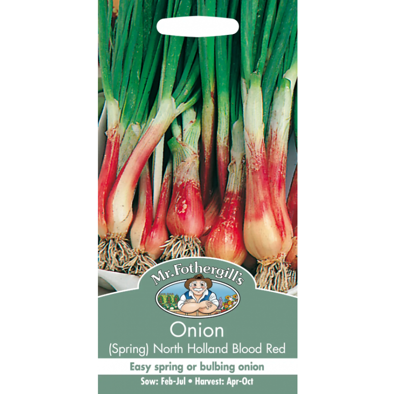 Salladslök 'North Holland Blood Red'
