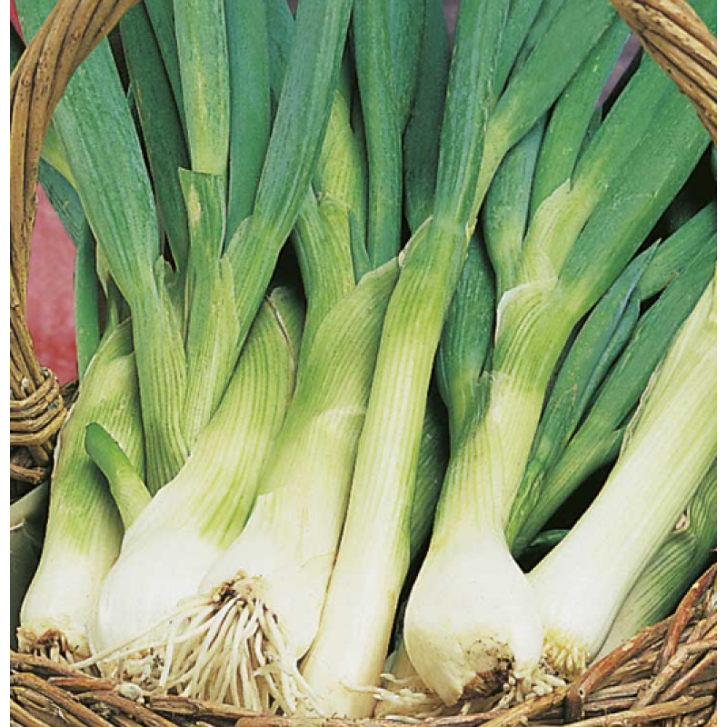 Piplök, salladslök 'Performer'