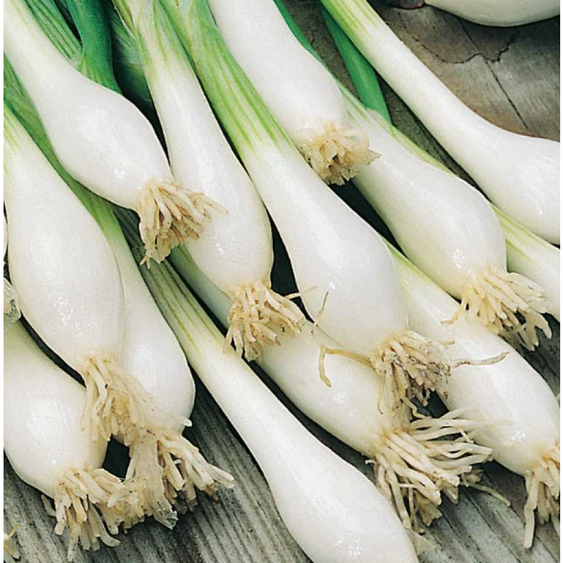 Salladslök 'Witte van Lissabon', ekologisk