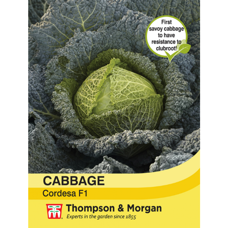 Savoykål 'Cordesa' F1