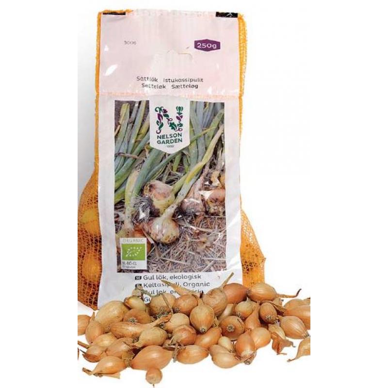 Gul lök, sättlök, ekologisk
