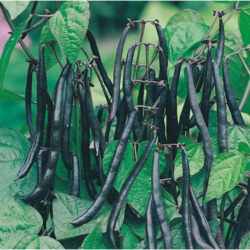 Brytböna Purple Teepee