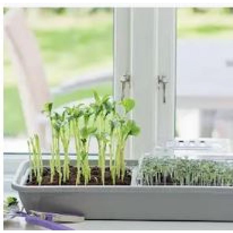 Miniväxthus 'Micro Leaf' 3-box