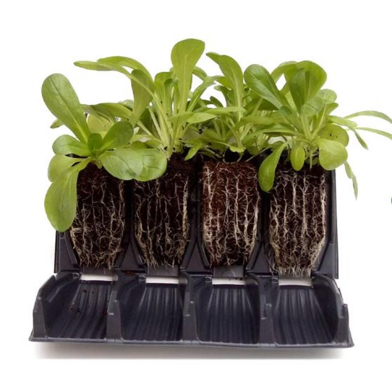 Rapid Rootrainer - öppningsbara pluggar