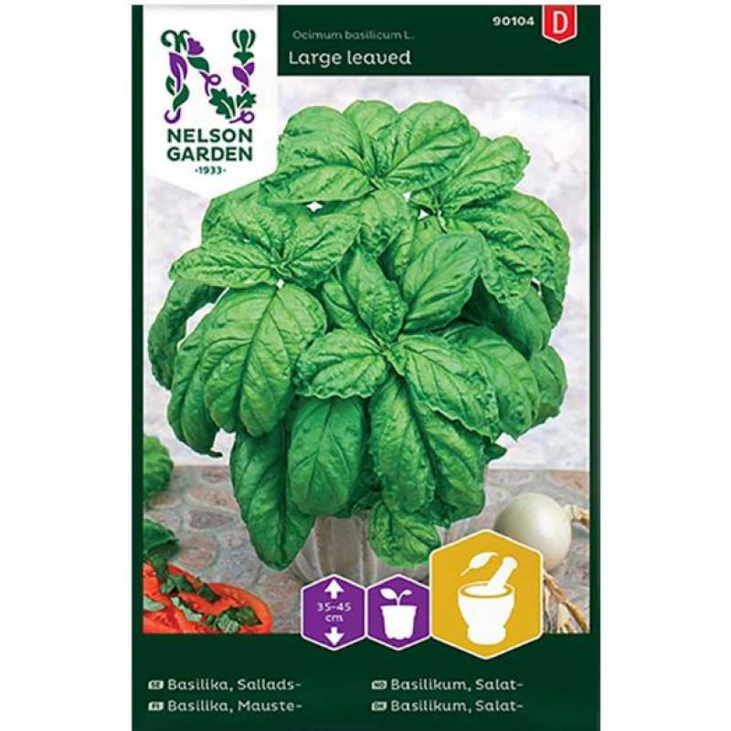 Salladsbasilika, storbladig