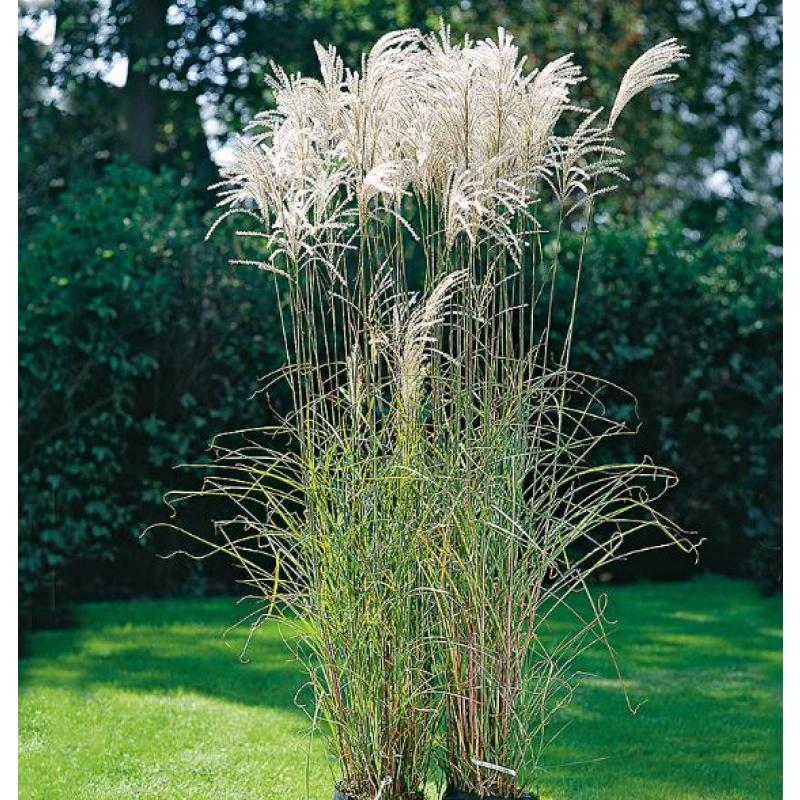 Glansmiskantus 'Silberfeder'