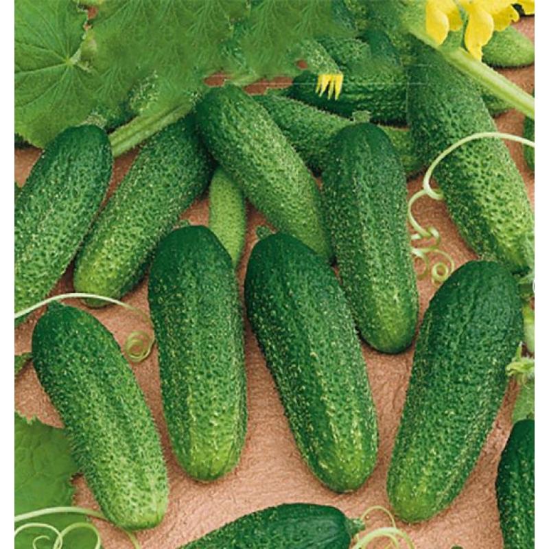 Frilandsgurka 'Dirigent'