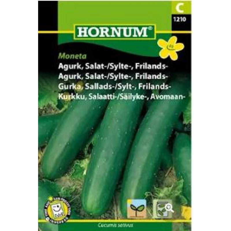 Frilandsgurka 'Moneta'