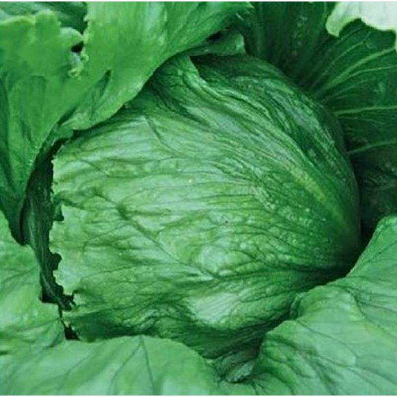 Isbergssallat 'Expression'