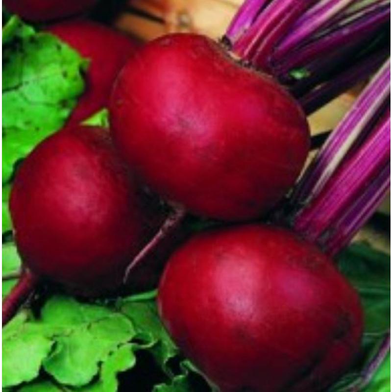 Rödbeta 'Pablo'
