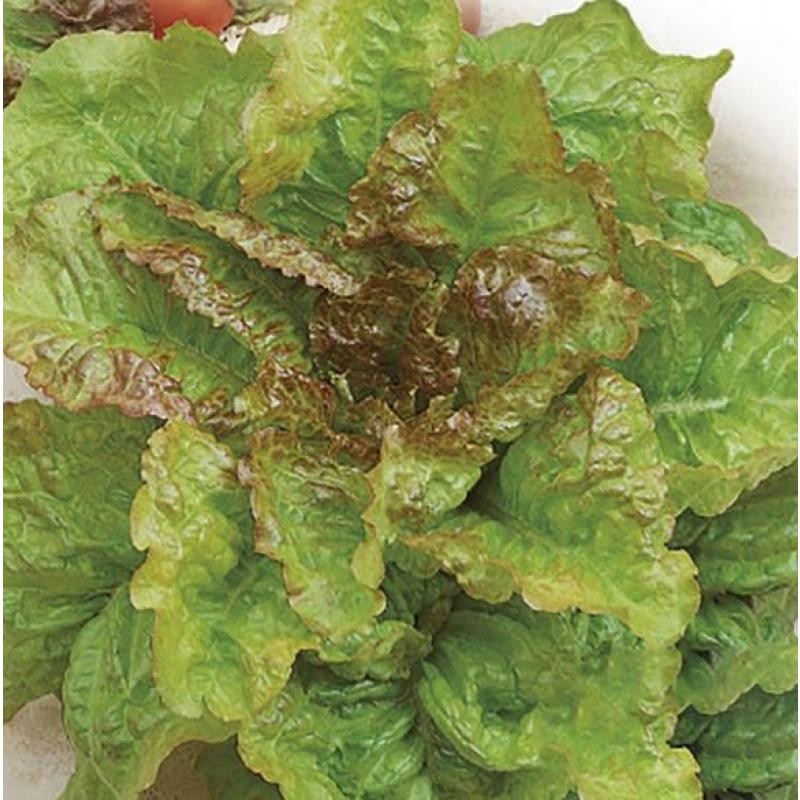 Sallat 'Amerikanischer Brauner'