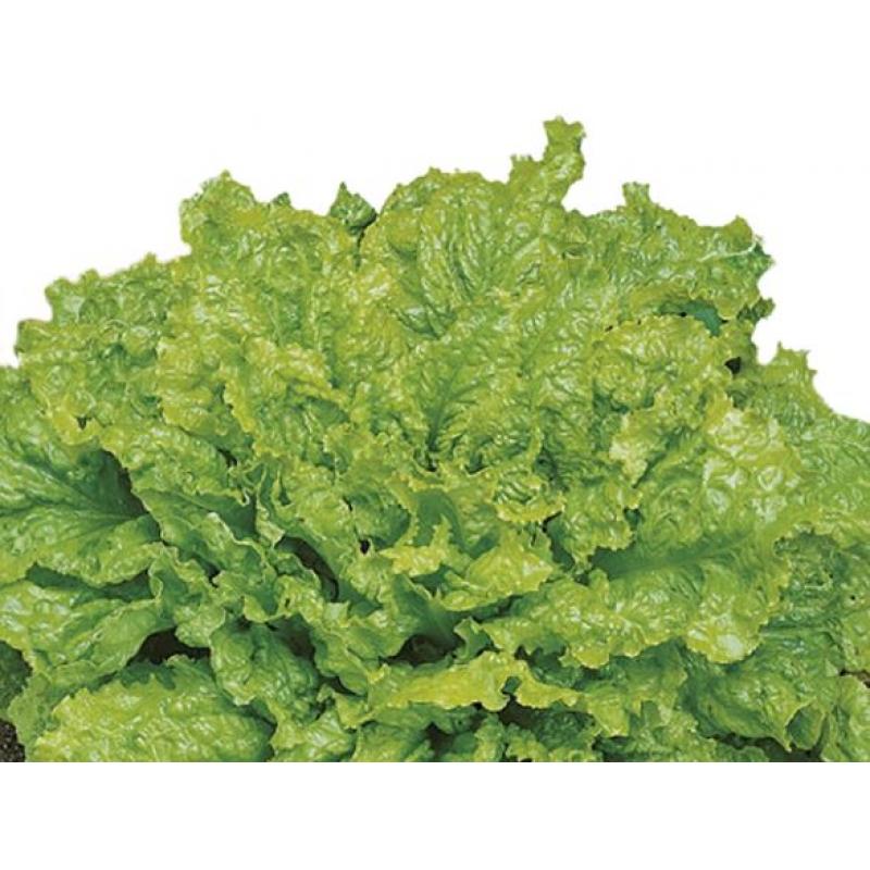 Sallat 'Australiche Gele'