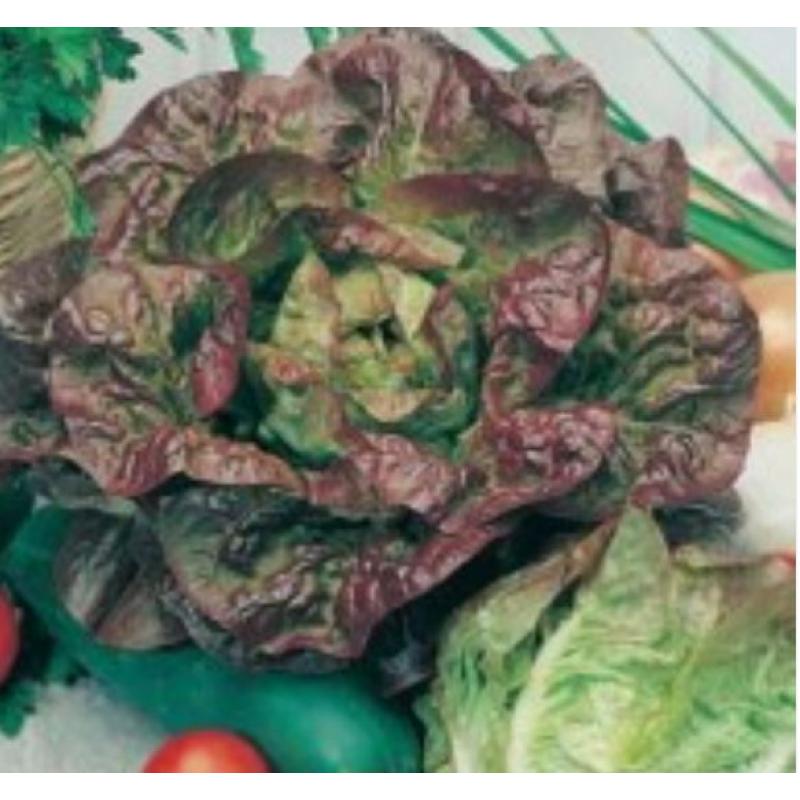 'Merveille des Quatre Saisons', ekologisk