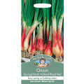 Salladslök 'north Holland Blood Red'