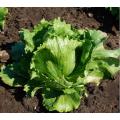 Isbergssallat 'larsen'
