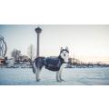 Non-stop Amundsen Pro-dog Backpack