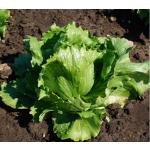 Isbergssallat 'Larsen'