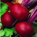 Rödbeta 'Pablo'