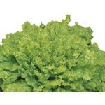 Sallat 'Australiche Gele'